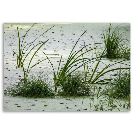 Canvas Print Beach Sand Grass Green