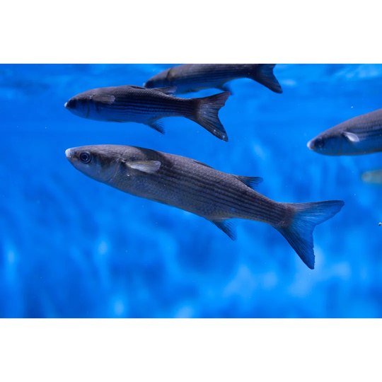 Thicklip Grey Mullet
