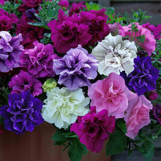YouGarden Tumbelina Fragrant Plant Collection