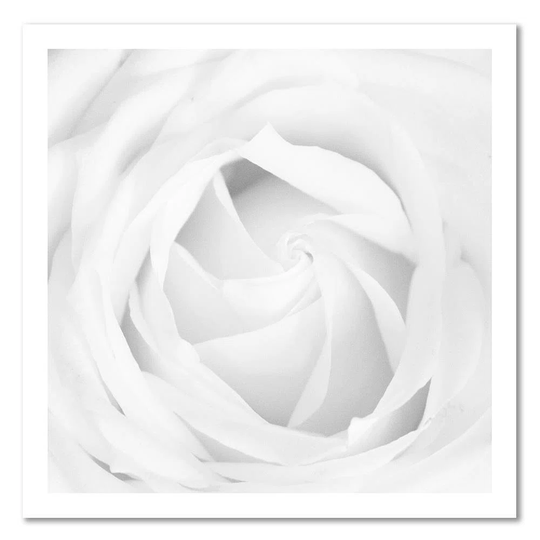 Canvas Print White Rose Flower Plant