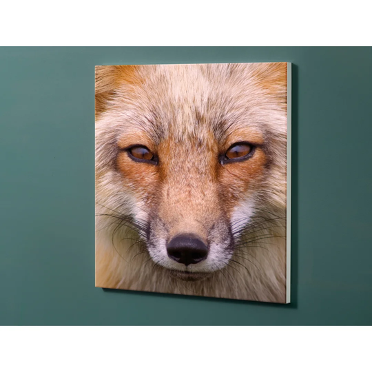 Notiz Motive Fuchs Magnetic Wall Mounted Cork Board