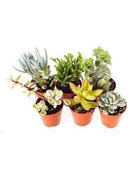 Indoor Succulents Mix 6 Types In Mini 5.5Cm Plants