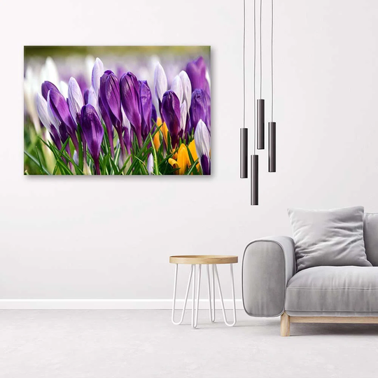 Canvas Print Crocus Flowers Purple