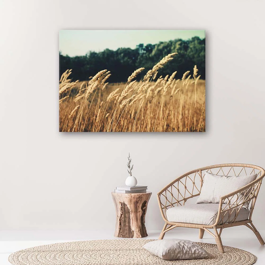 Canvas Print Cornfield Spikes Nature