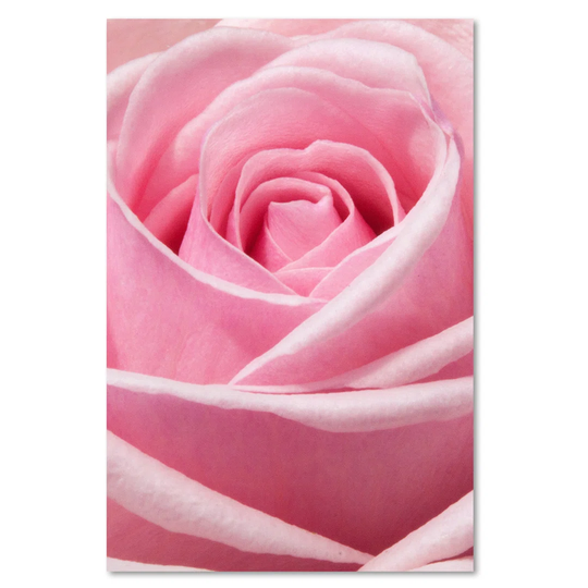 Canvas Print, Image, Rose Flower 16425