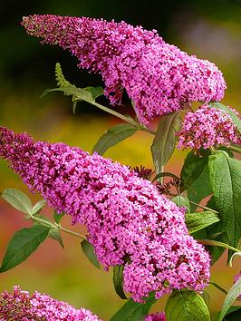 Buddleia Davidii Pink Delight