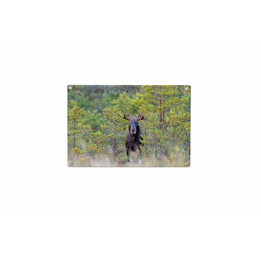 Moose Magnetic Wall Mounted Photo Memo Board