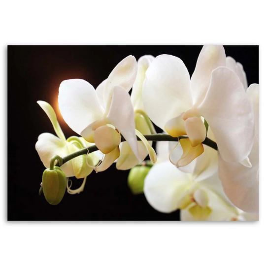 Canvas Print White Orchid Flower Nature