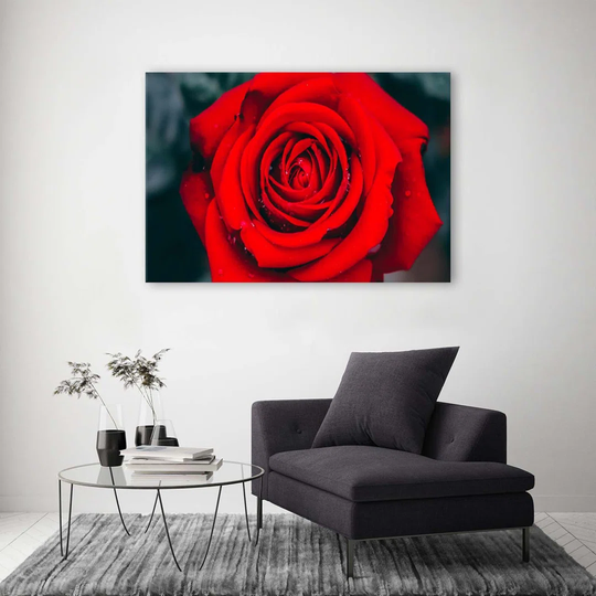 Canvas Print Beautiful Red Rose Blossom