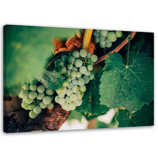 Canvas Print Grapes Plant Grapes Fruit