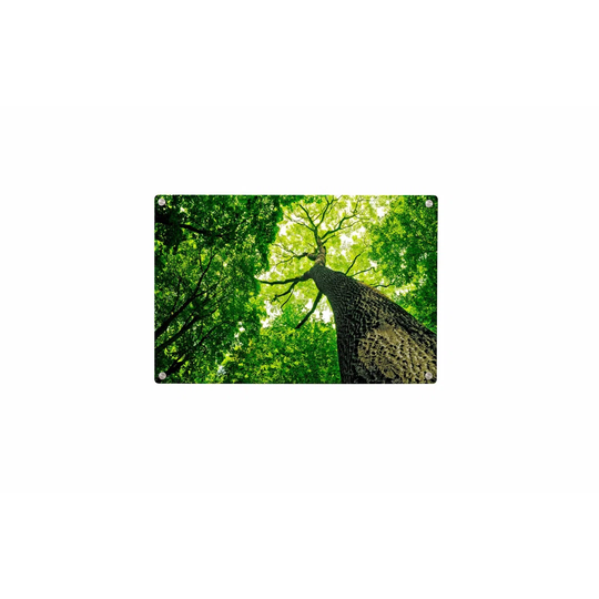 Tree Forest Magnetic Wall Mounted Photo Memo Board