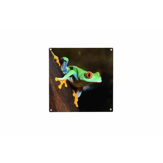Frog Magnetic Wall Mounted Photo Memo Board