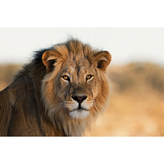 The African King