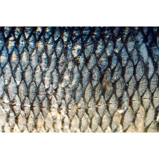 The Fish Scales