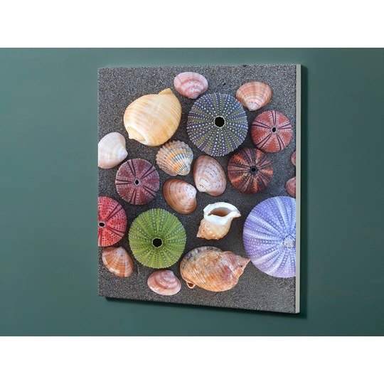 Notiz Motive Shells Magnetic Wall Mounted Cork Board