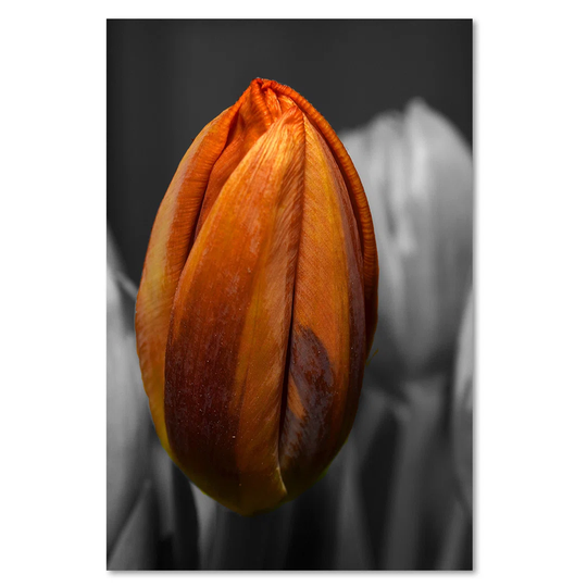 Canvas Print, Orange Flowers 16427