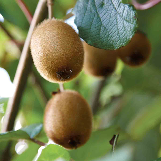YouGarden Kiwi Fruit 'jenny' In 2L Pot