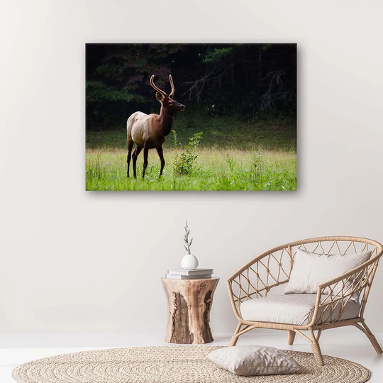 Canvas Print Deer Animals Forest Meadow