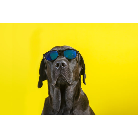 Isolated Funny and Cute Young Black Labrador Wearing Sunglasses Looking at Camera on Yellow Background by Recless Media - Wrapped Canvas Photograph