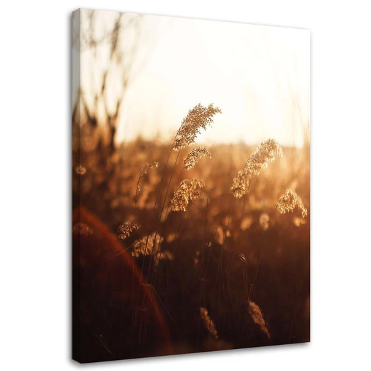 Canvas Print Meadow Sun Nature Beige