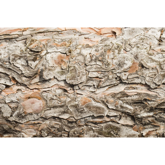 Tree Bark Texture