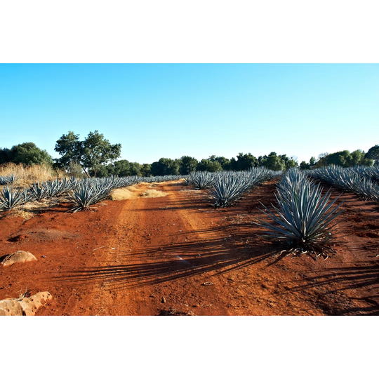 Tequila Landscape