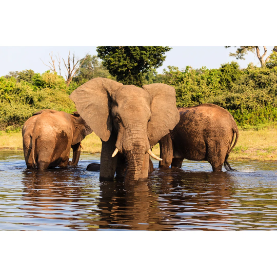 Three African Elephants