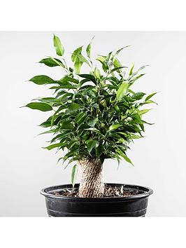Ficus Light Green Kinky Stem