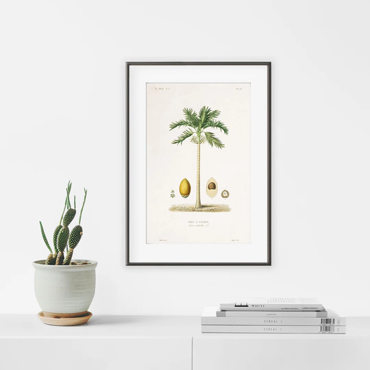 Planche Botanique Vintage Palmier - Picture Frame Photograph Print on Paper