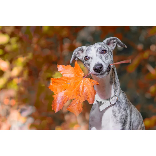 Smiling Whippet Sits in the Forest with an Orange Maple Leaf in His Mouth and Looks at the Camera - Wrapped Canvas Photograph