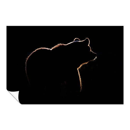 Panther Print Fine Art Prints Bear In The Dark Wildlife Artistic Unframed Poster, Pictures For Home Walls, Bedroom, Living Room & Bathroom Décor