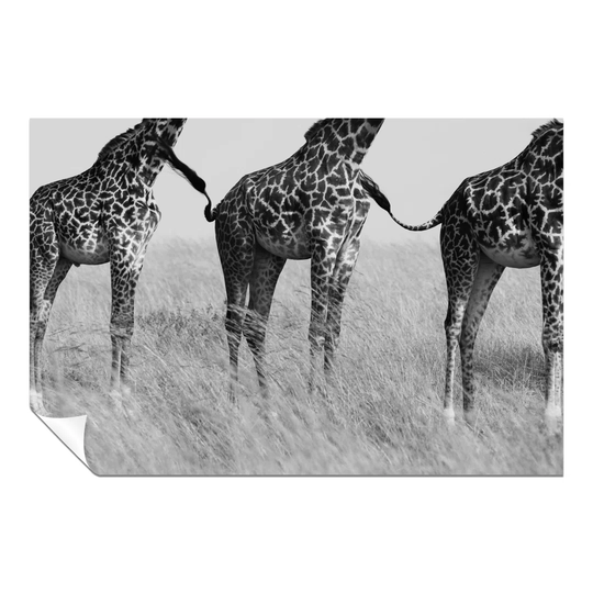 Panther Print Fine Art Prints Black & White African Safari Giraffe Connection Wildlife Artistic Unframed Poster, Pictures For Home Walls, Bedroom, Liv