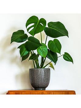 Monstera Deliciosa Swiss Cheese Plant 14Cm Pot