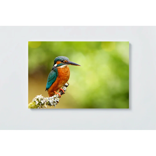 Bird on Magnetic Wall Mounted Cork Board