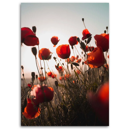 Canvas Print Red Poppy In Field Flowers