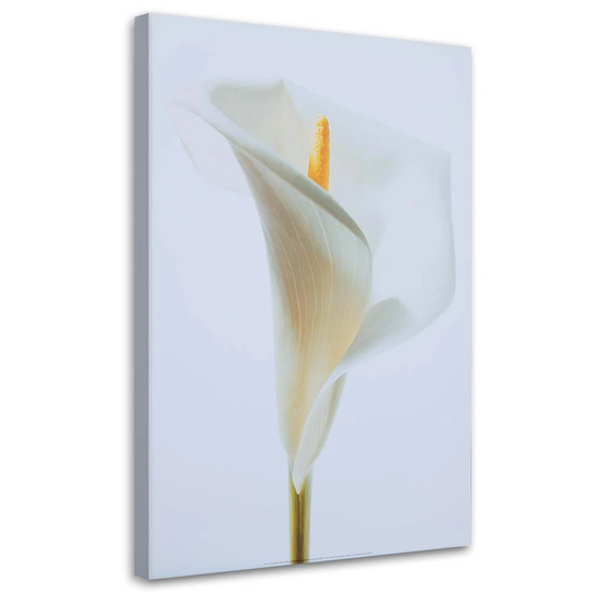Canvas Print Calla Flowers Nature