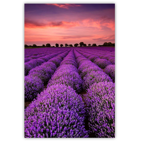 Canvas Print, Purple Landscapes 16307