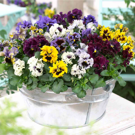 YouGarden Pansy 'Frizzle Sizzle' 20 Garden Ready Plants