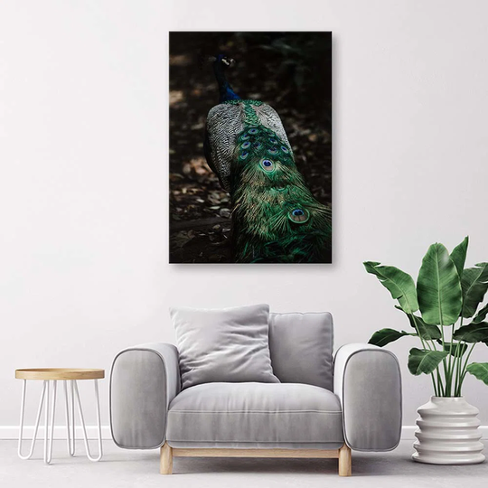 Canvas Print Peacock Bird Nature