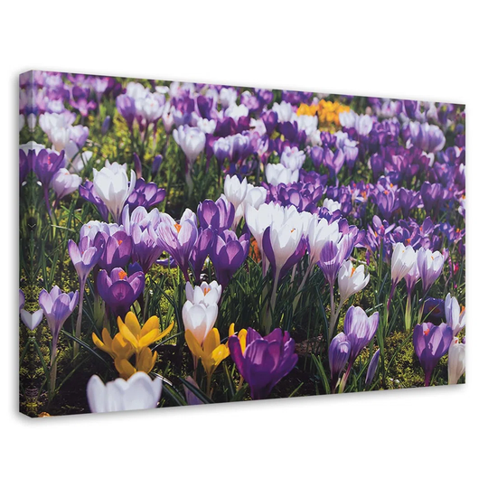 Canvas Print Crocus Flowers Meadow Nature