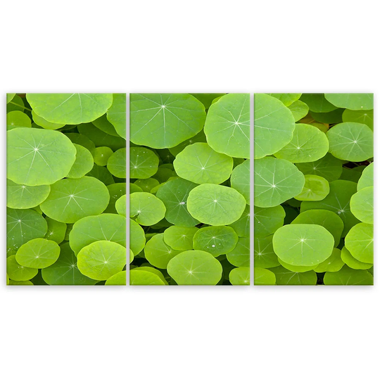 Canvas Print Green Leaves