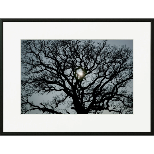 'Grand Oak' by Philippe David Framed Photographic Print