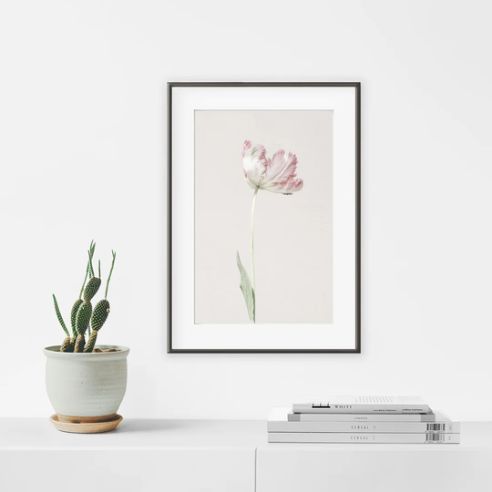 Tulip N°1 - Picture Frame Photograph Print on Paper