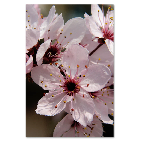 Canvas Print, Pink Flowers 16423