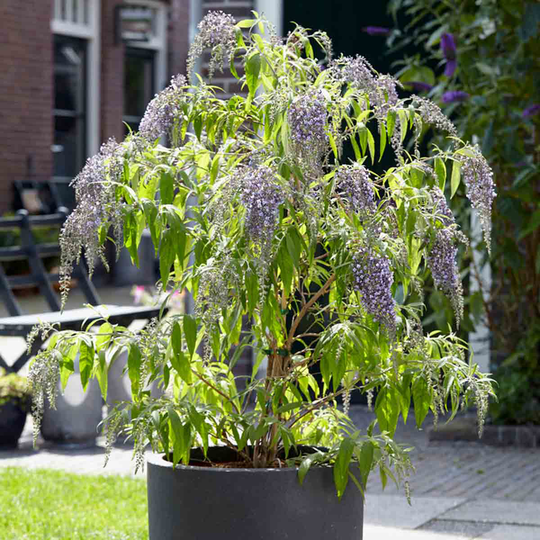 YouGarden Buddleja Davidii 'Wisteria Lane' in 12cm Pot