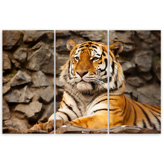 Canvas Print Africa Tiger Animals