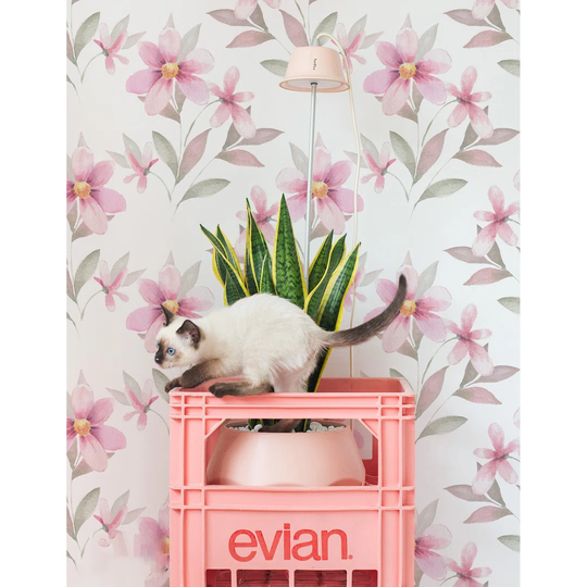 Eveloe Wallpaper