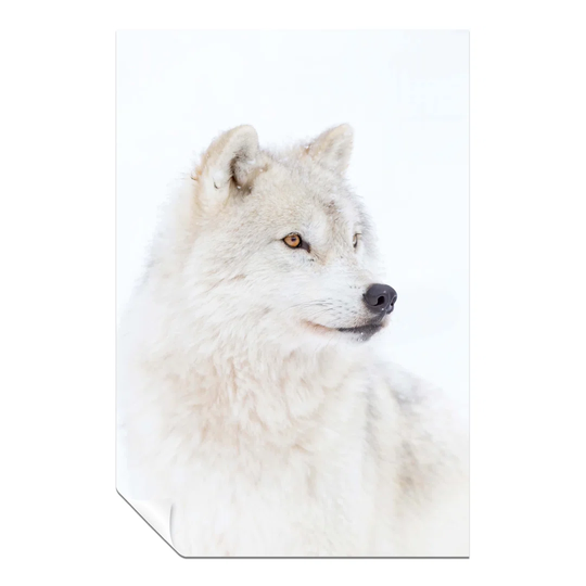Panther Print Fine Art Prints Arctic Wolf Portrait Artistic Unframed Poster, Pictures For Home Walls, Bedroom, Living Room & Bathroom Décor