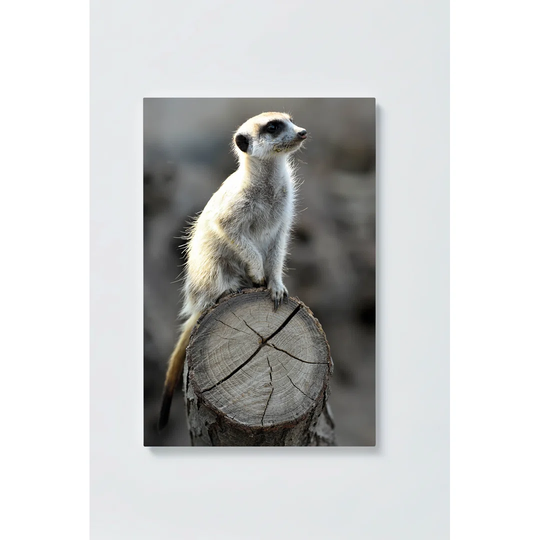 Meerkat Motif Magnetic Wall Mounted Cork Board
