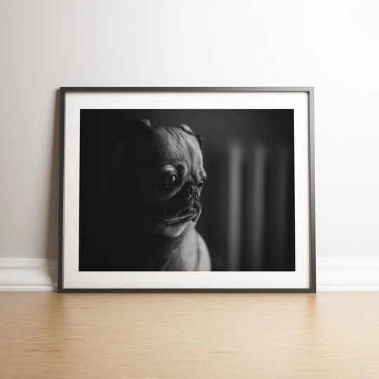 Sad Pug Puppy by Vouvart - Picture Frame Photograph